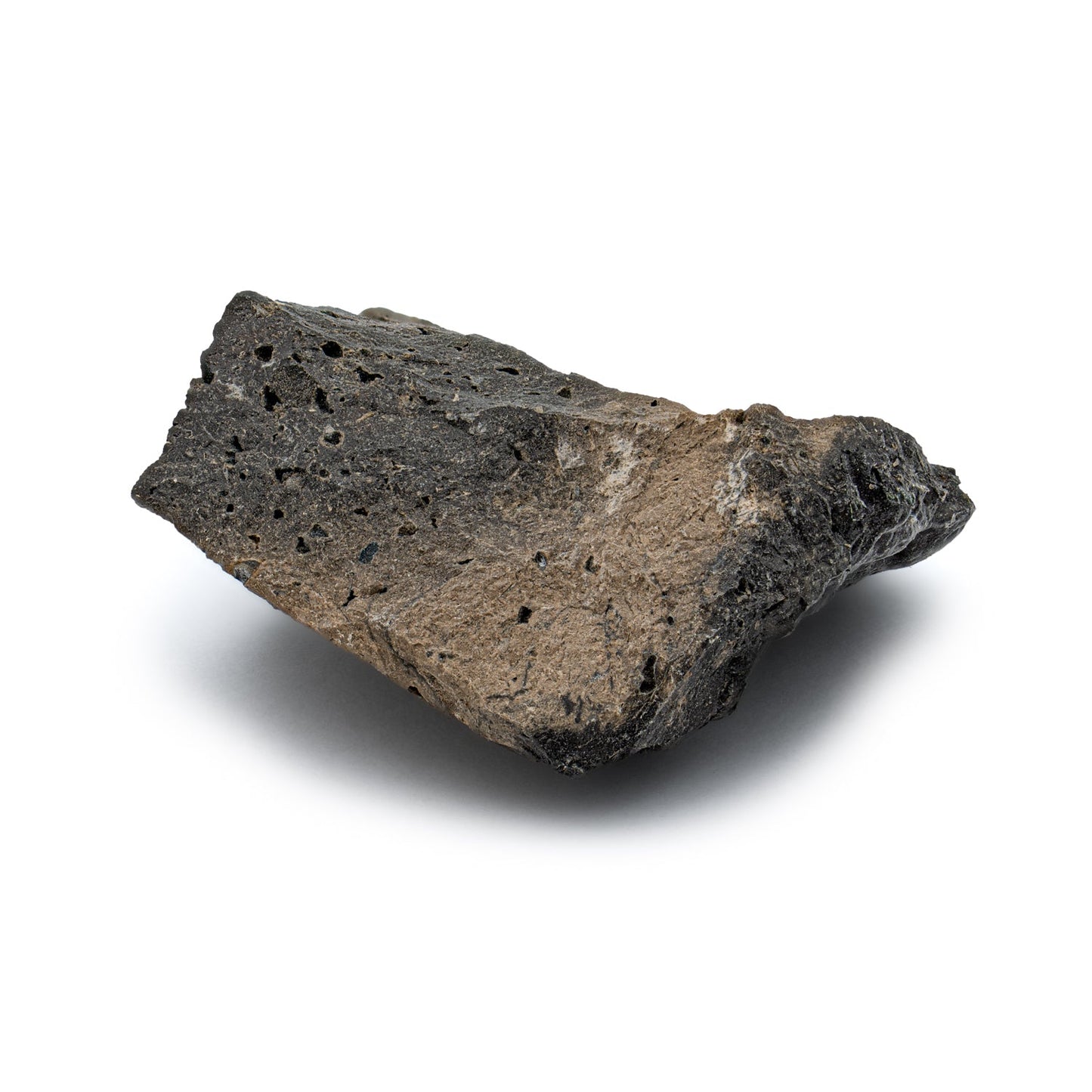 Megalodon Coprolite - Authentic Fossil Shark Poop Specimen - Large