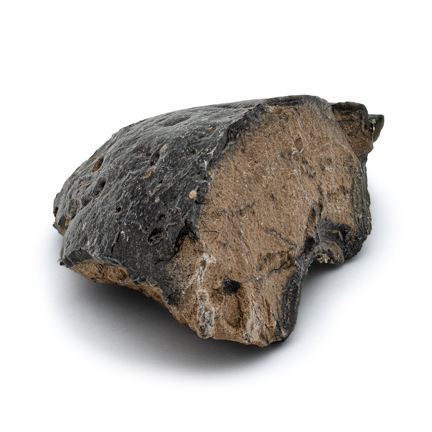 Megalodon Coprolite - Authentic Fossil Shark Poop Specimen - Large