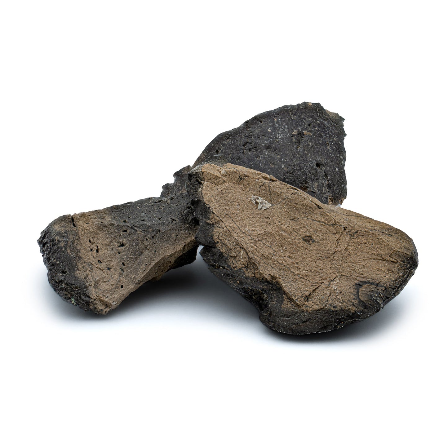 Megalodon Coprolite - Authentic Fossil Shark Poop Specimen - Large