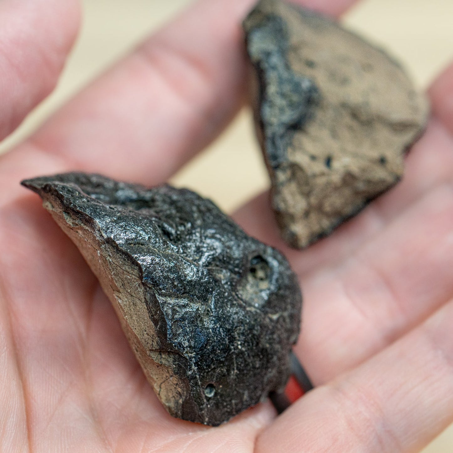 Megalodon Coprolite - Authentic Fossil Shark Poop Specimen - Large