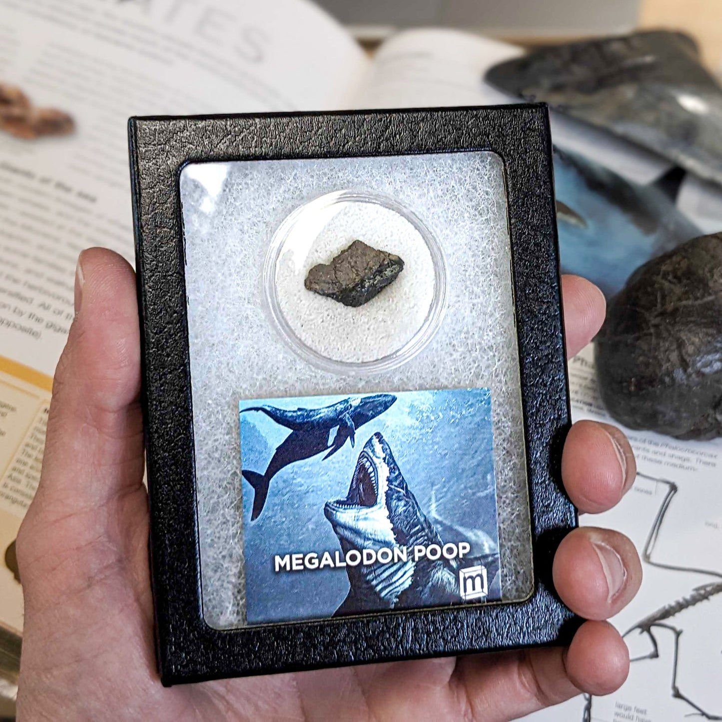 Megalodon Coprolite - Authentic Fossil Shark Poop Specimen - Large