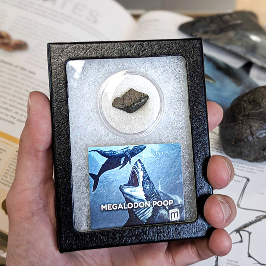 Megalodon Coprolite - Authentic Fossil Shark Poop Specimen - Large