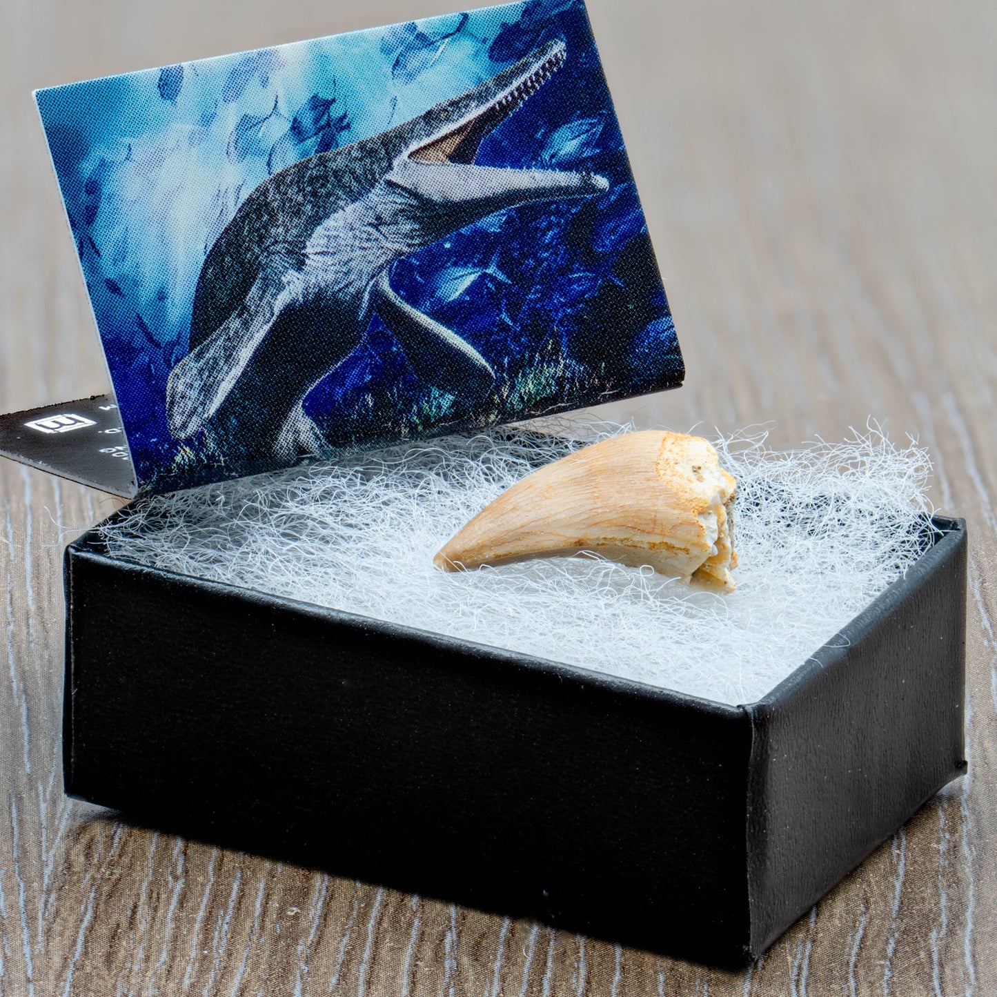 Mighty Mosasaur Tooth - Authentic Cretaceous Fossil Pocket Specimen