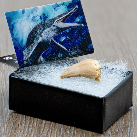 Mighty Mosasaur Tooth - Authentic Cretaceous Fossil Pocket Specimen
