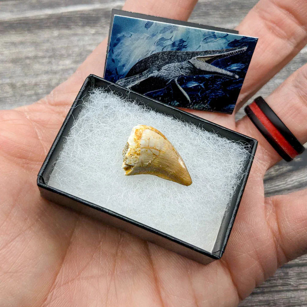 Mighty Mosasaur Tooth - Authentic Cretaceous Fossil Pocket Specimen