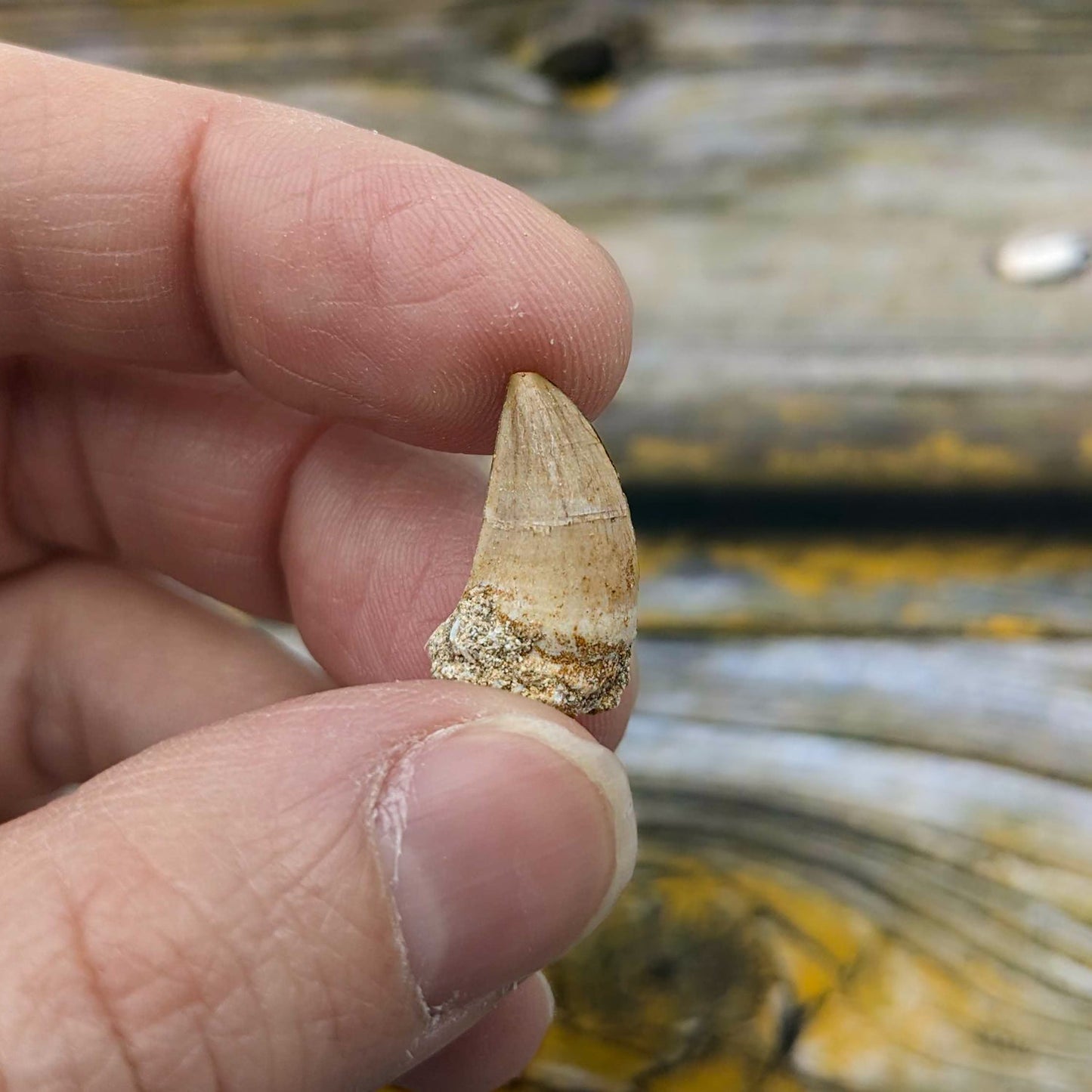 Mighty Mosasaur Tooth - Authentic Cretaceous Fossil Pocket Specimen