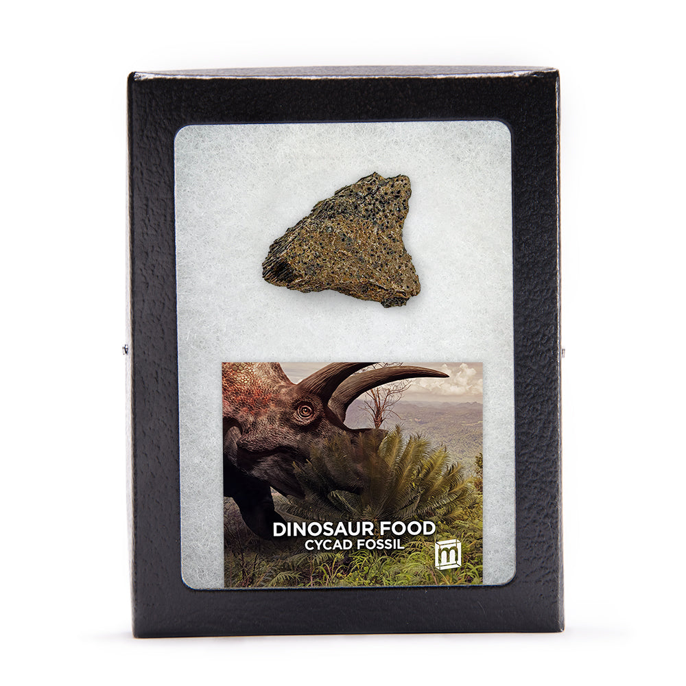 Dinosaur Food Cycad Fossil - Authentic Lance Formation Plant Fossil Specimen