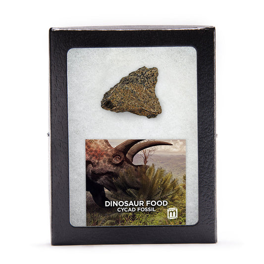 Dinosaur Food - Cycad Fossil