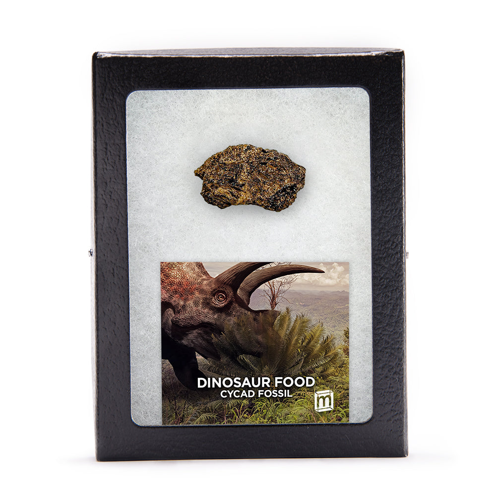 Dinosaur Food Cycad Fossil - Authentic Lance Formation Plant Fossil Specimen
