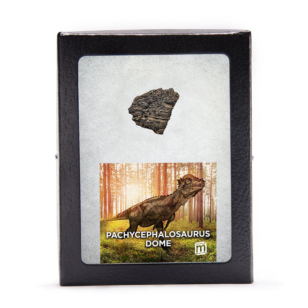 Pachycephalosaurus Dome Fragment - Authentic Hell Creek Fossil Specimen - Medium