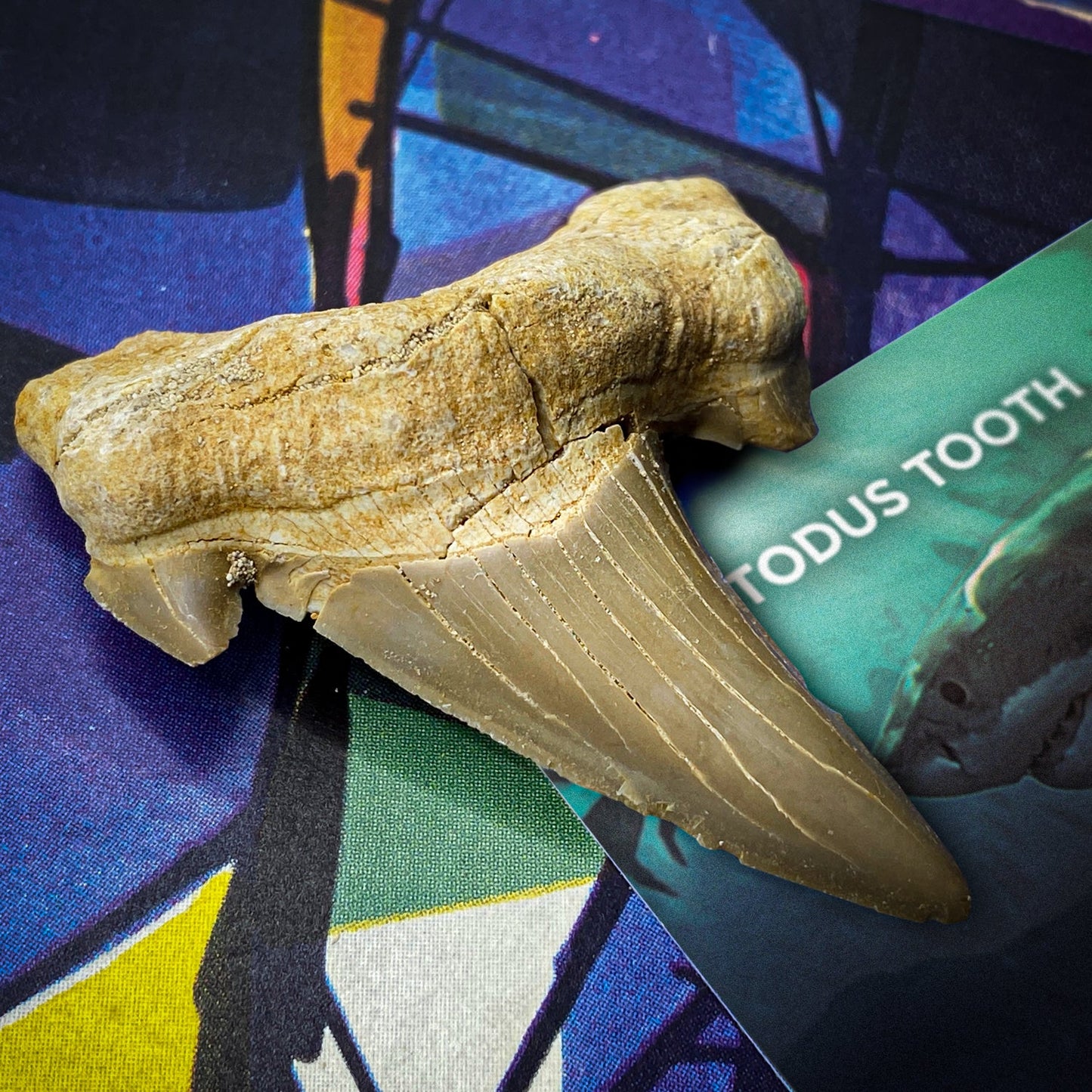 Otodus Fossil Tooth - Authentic First Megatooth Shark Specimen - Large 2.6 in to 3 in