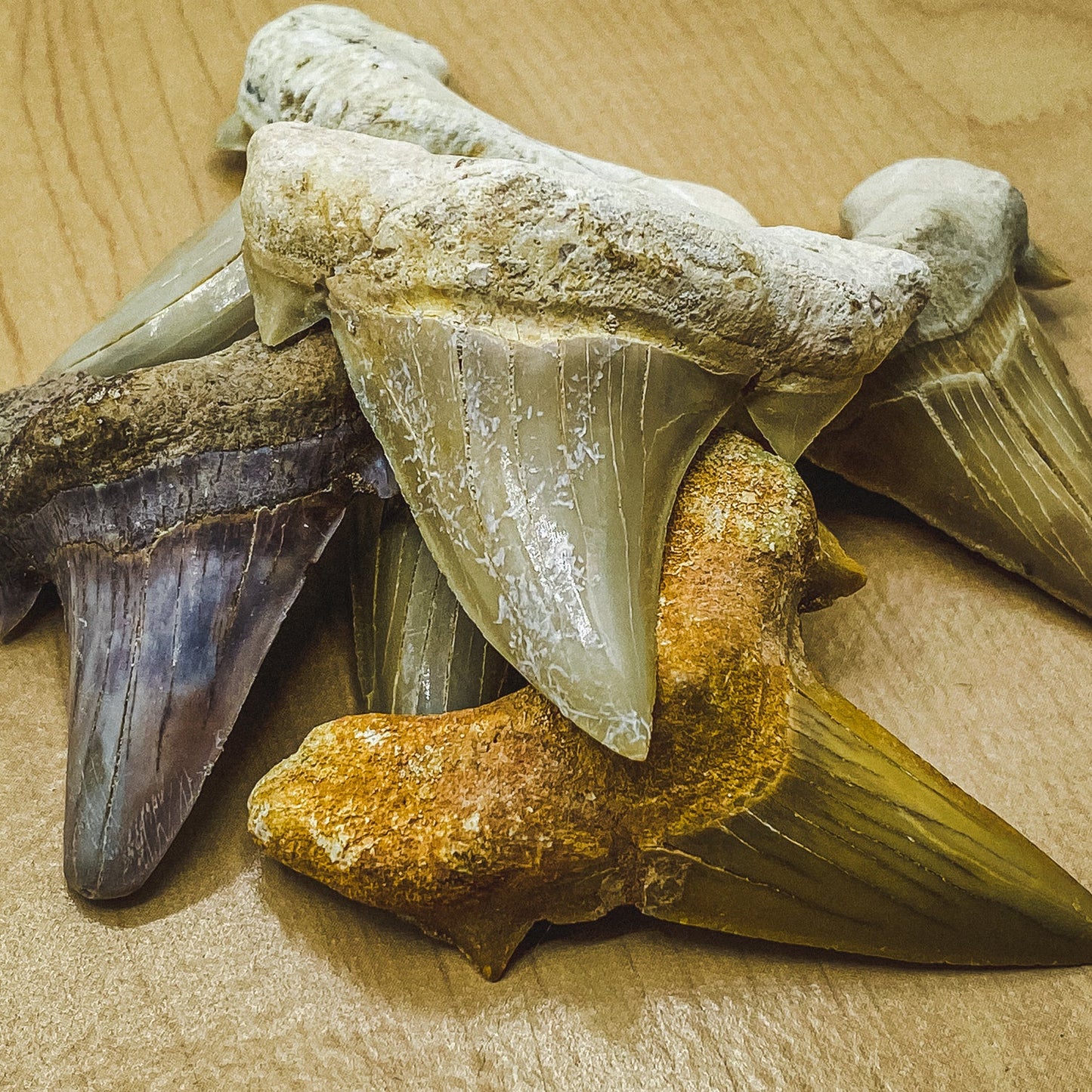 Otodus Fossil Tooth - Authentic First Megatooth Shark Specimen - Large 2.6 in to 3 in