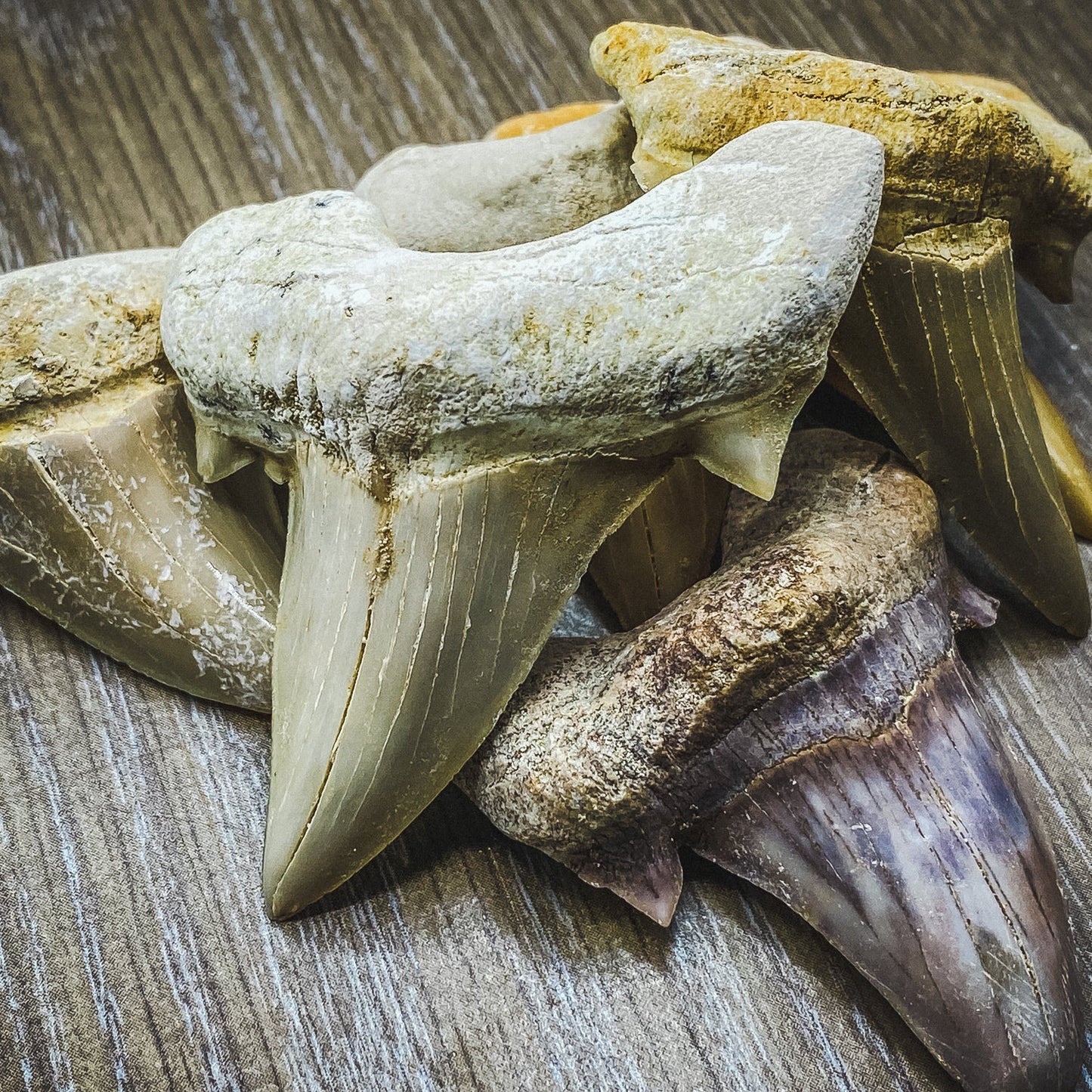 Otodus Fossil Tooth - Authentic First Megatooth Shark Specimen - Large 2.6 in to 3 in