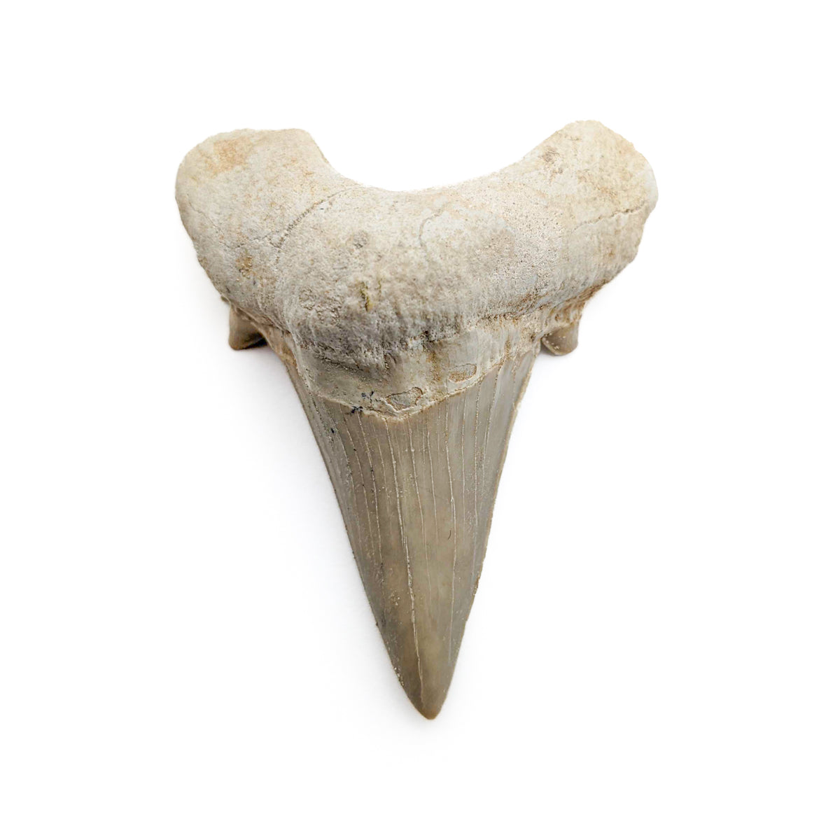 Otodus Fossil Tooth - Authentic First Megatooth Shark Specimen - Large 2.6 in to 3 in