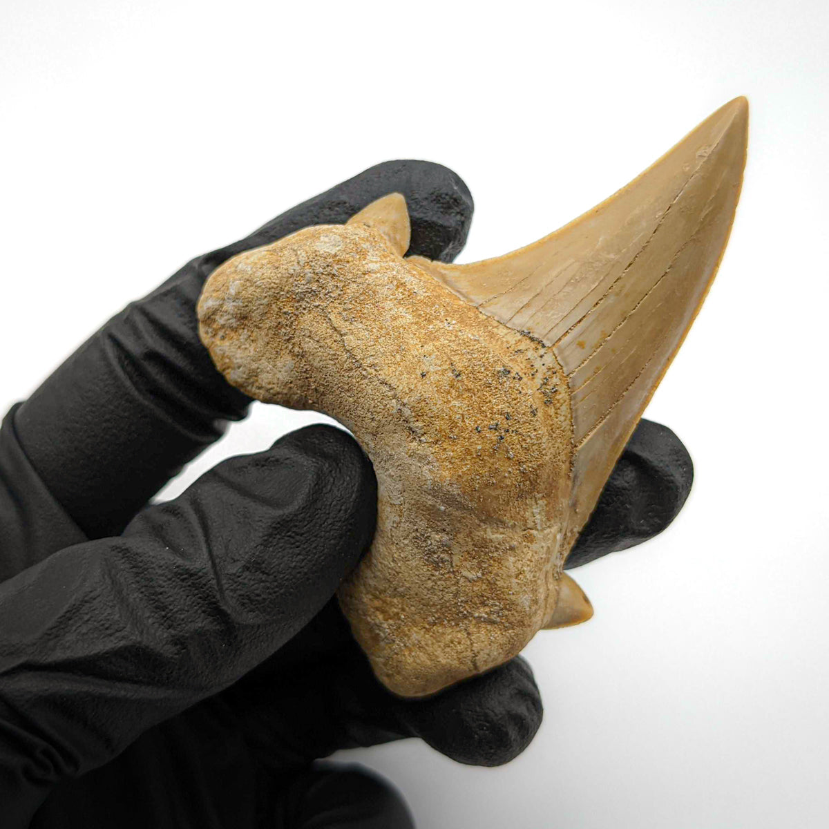 Otodus Fossil Tooth - Authentic First Megatooth Shark Specimen - Large 2.6 in to 3 in