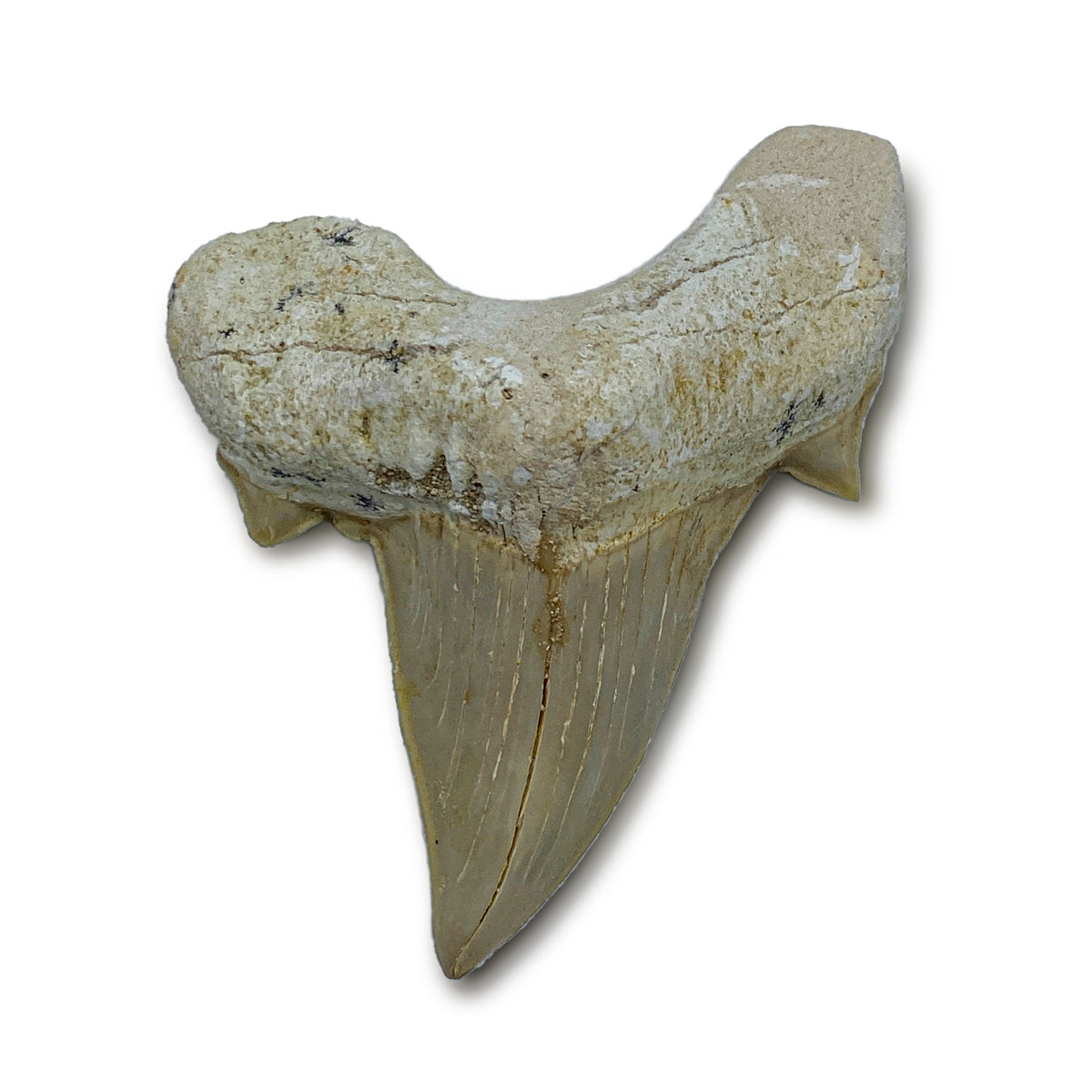 Otodus Fossil Tooth - Authentic First Megatooth Shark Specimen - Large 2.6 in to 3 in