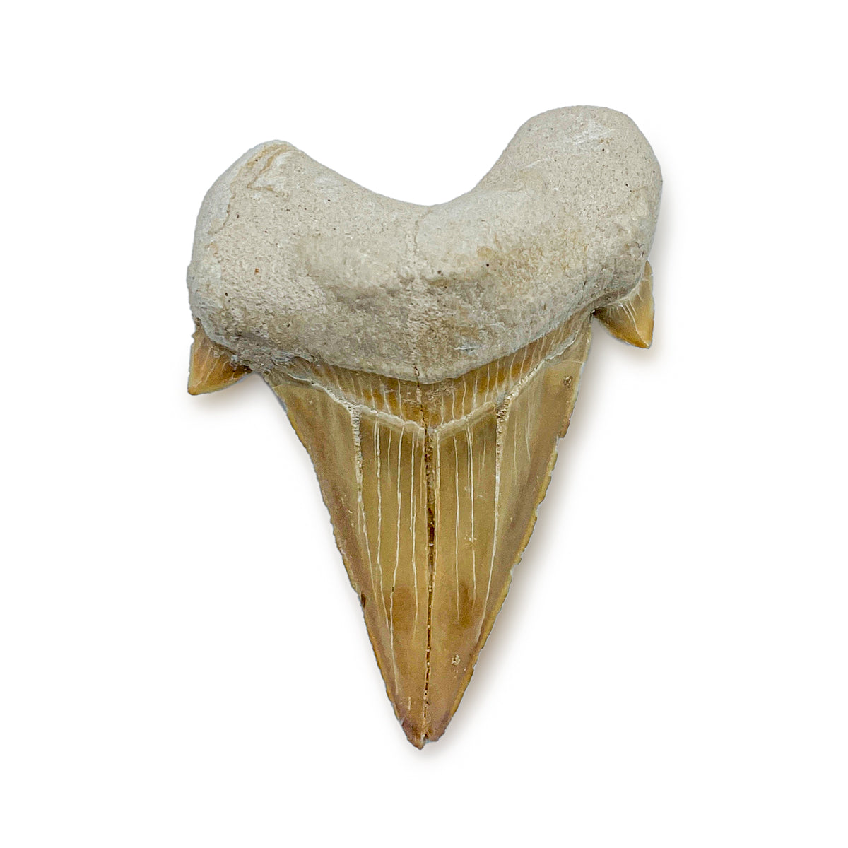 Otodus Fossil Tooth - Authentic First Megatooth Shark Specimen - Large 2.6 in to 3 in