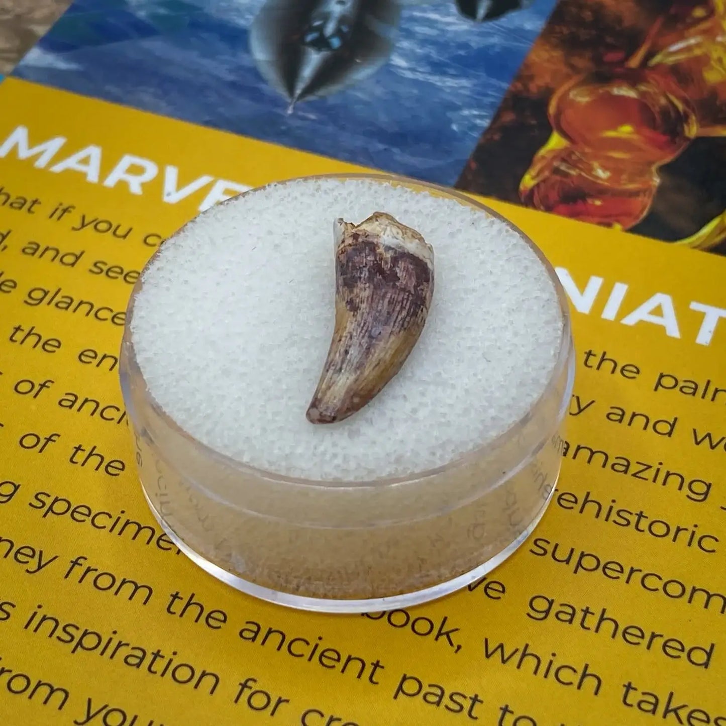 Phytosaur Tooth - Authentic Mesozoic Fossil Specimen - Medium