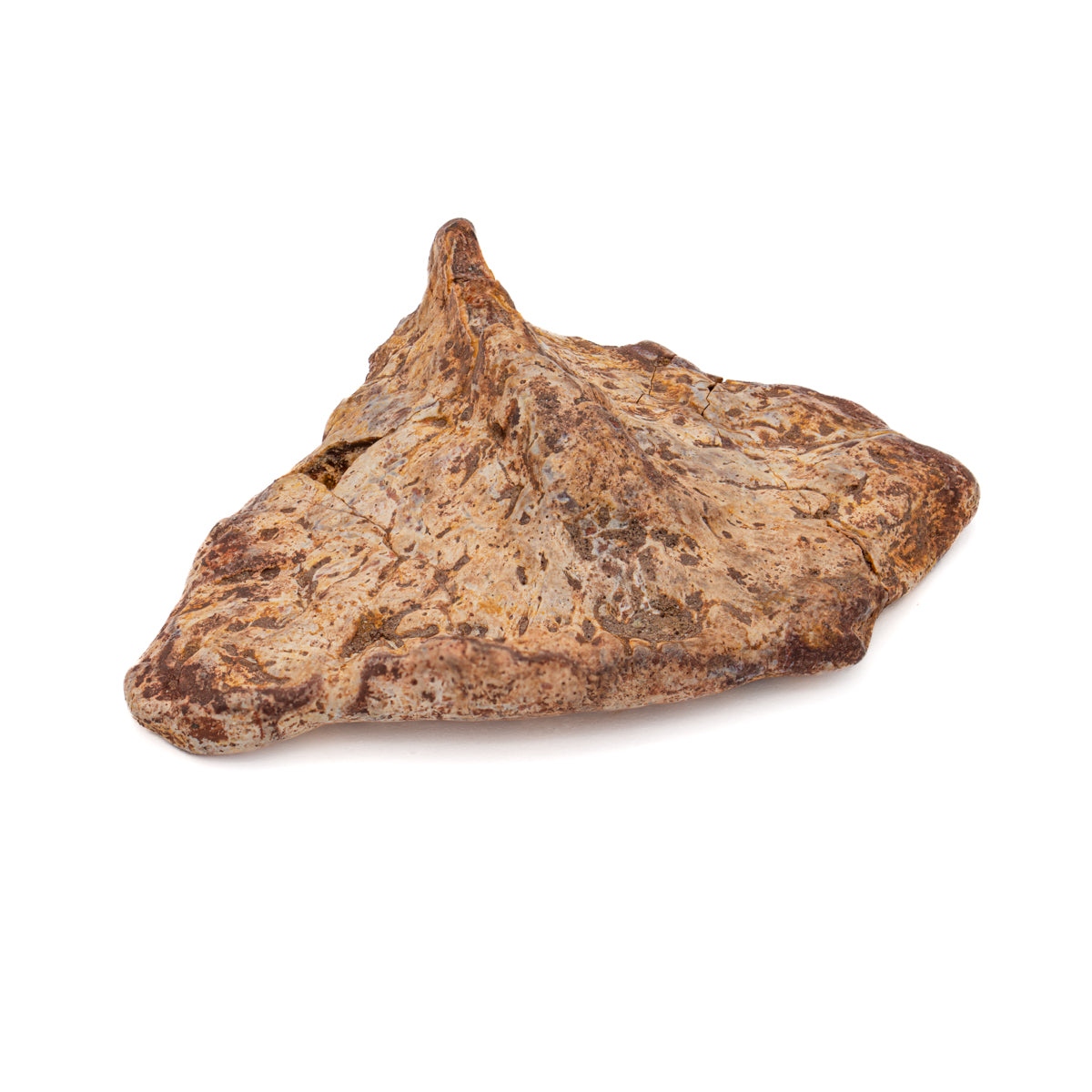 Phytosaur Scute Fossil - Authentic Mesozoic Osteoderm Specimen - Large