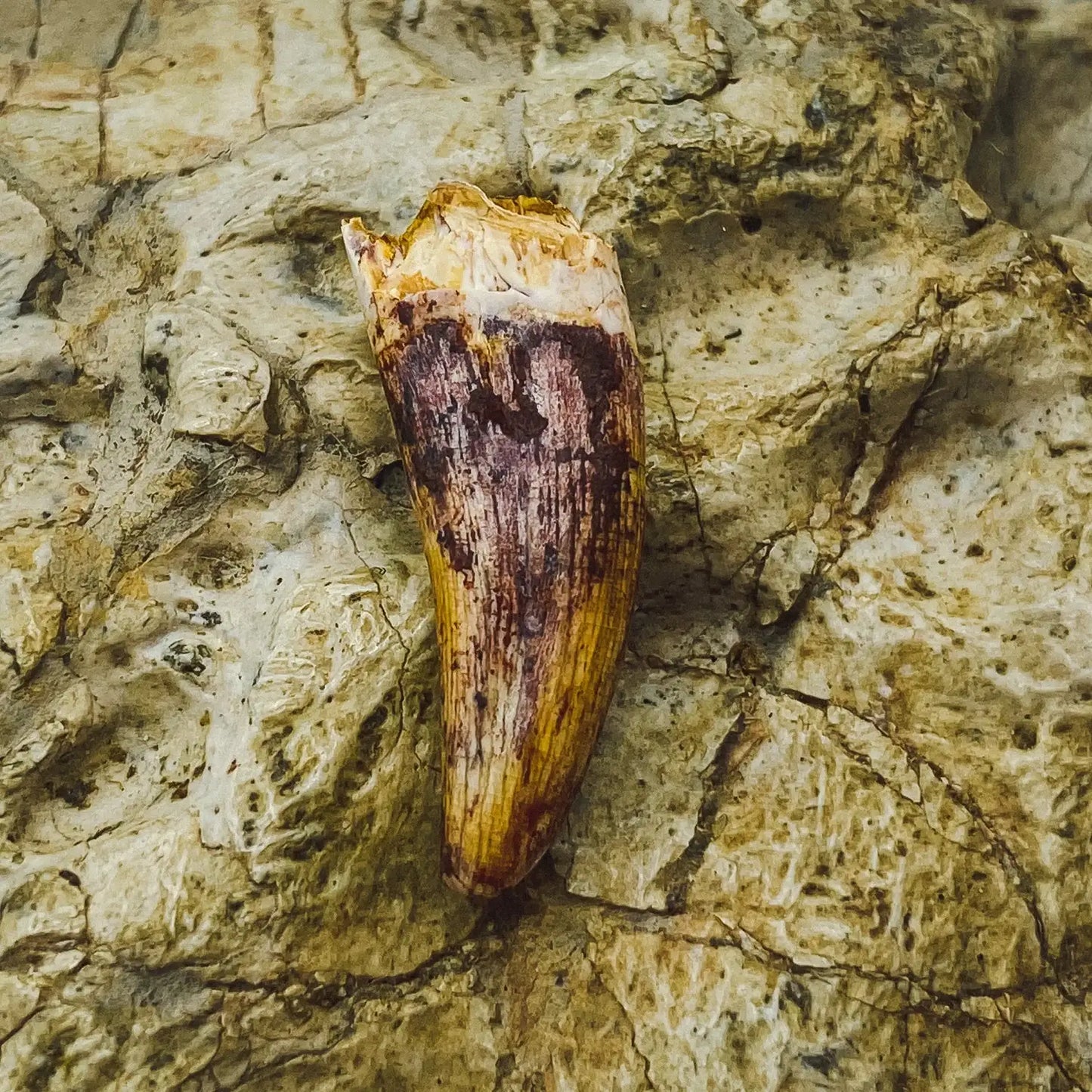 Phytosaur Tooth - Authentic Mesozoic Fossil Specimen - Medium