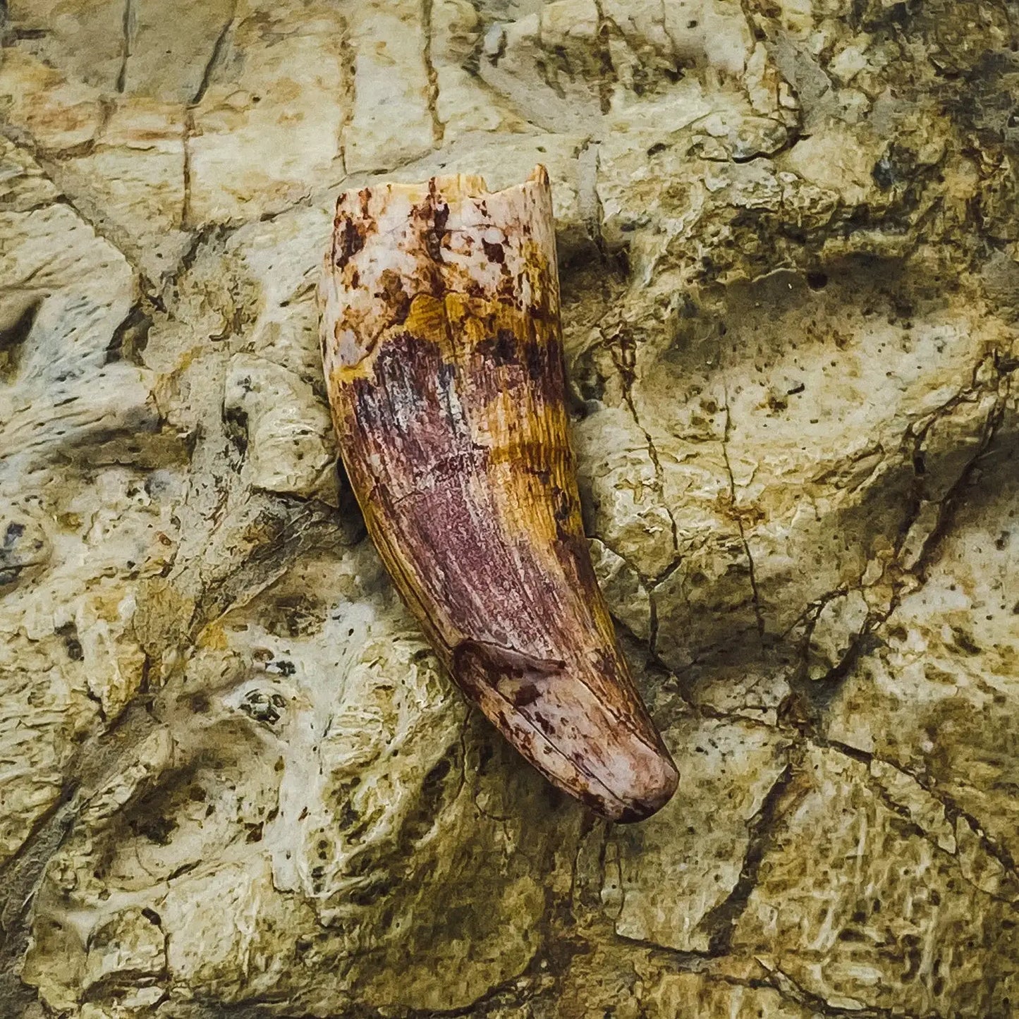 Phytosaur Tooth - Authentic Mesozoic Fossil Specimen - Medium