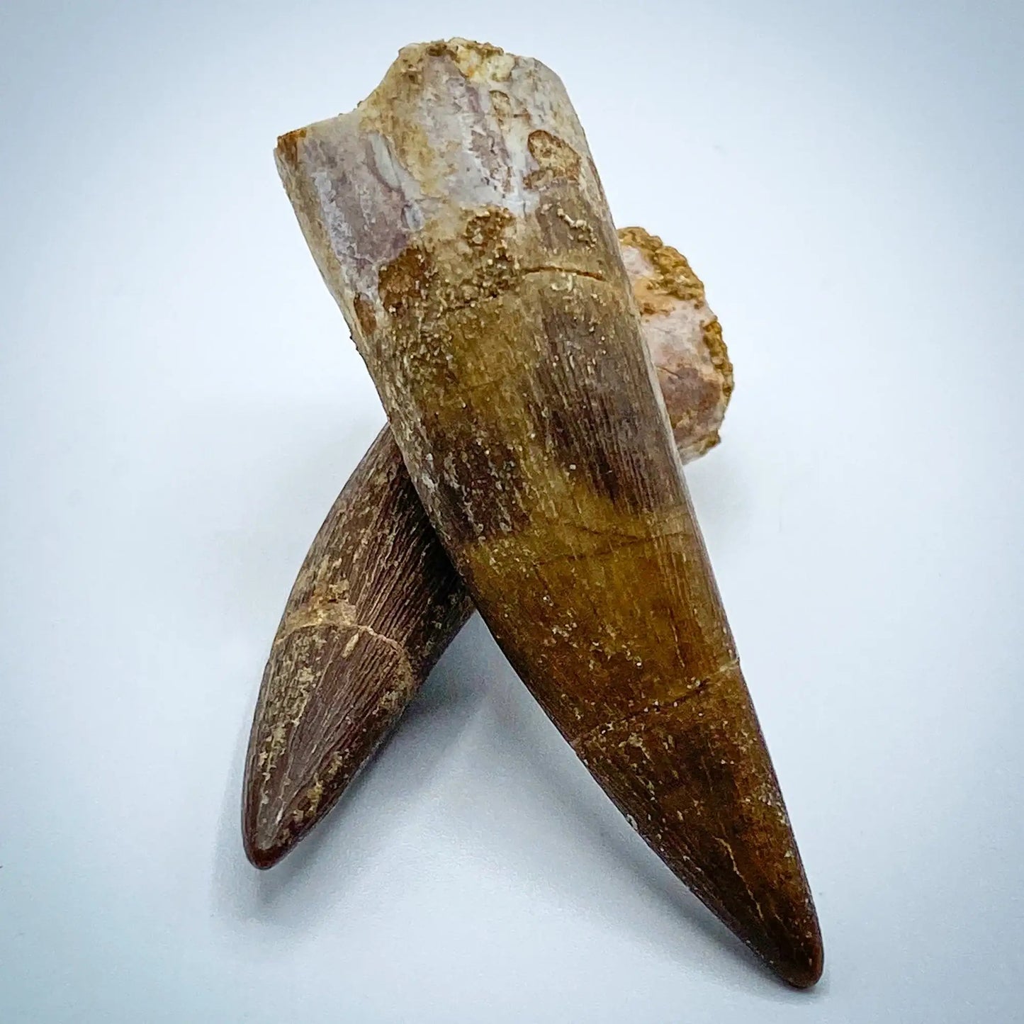 Plesiosaur Tooth - Authentic Cretaceous Marine Reptile Fossil Specimen - Extra Large