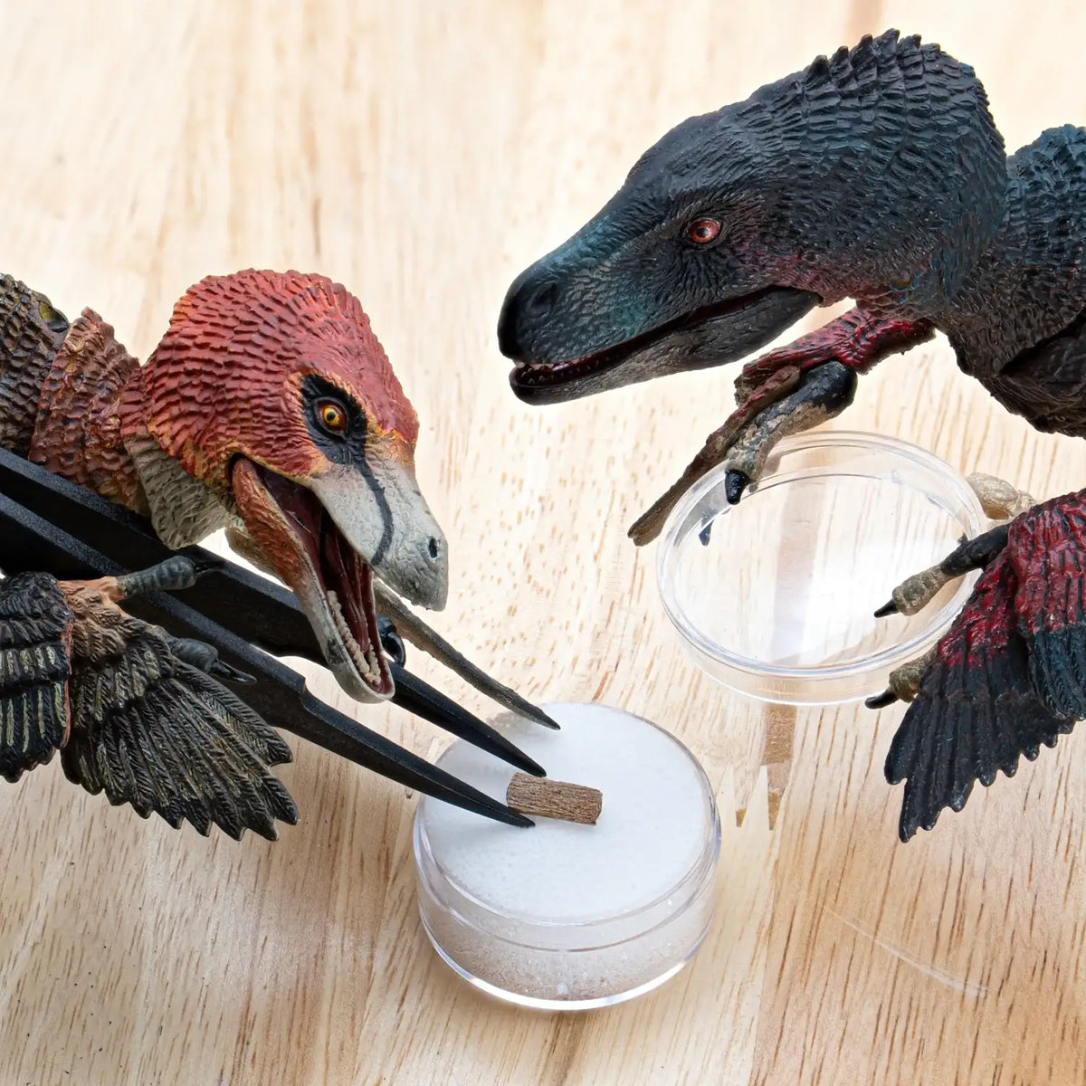 True Raptor Authentic Raptor Bone Fossil | Hell Creek Formation Specimen ...
