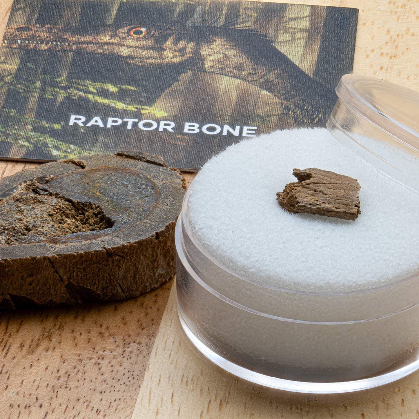 Dromaeosaurid Raptor Bone - Authentic Hell Creek Fossil Specimen