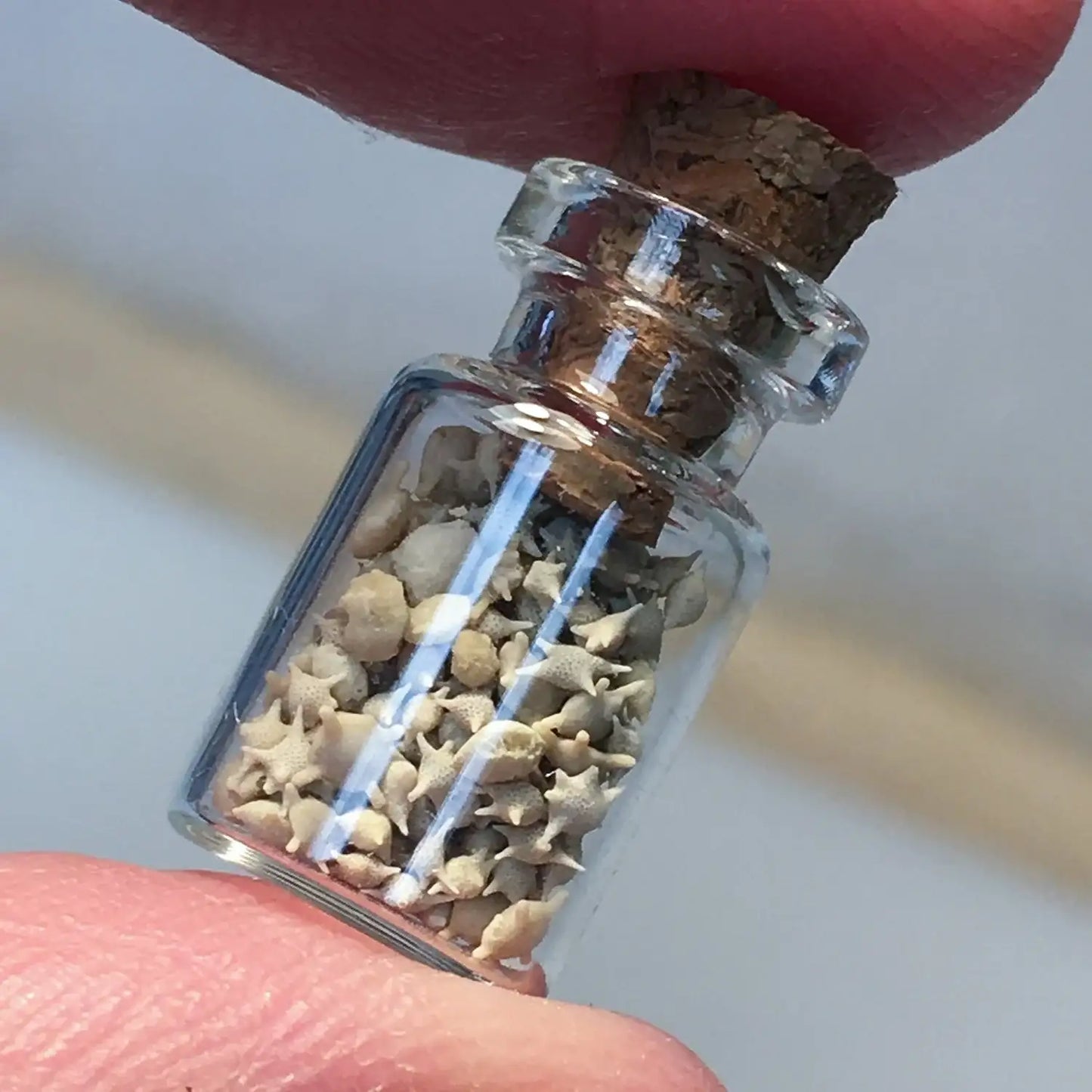Japanese Star Sand - Authentic Foraminifera Fossil Specimens from Okinawa