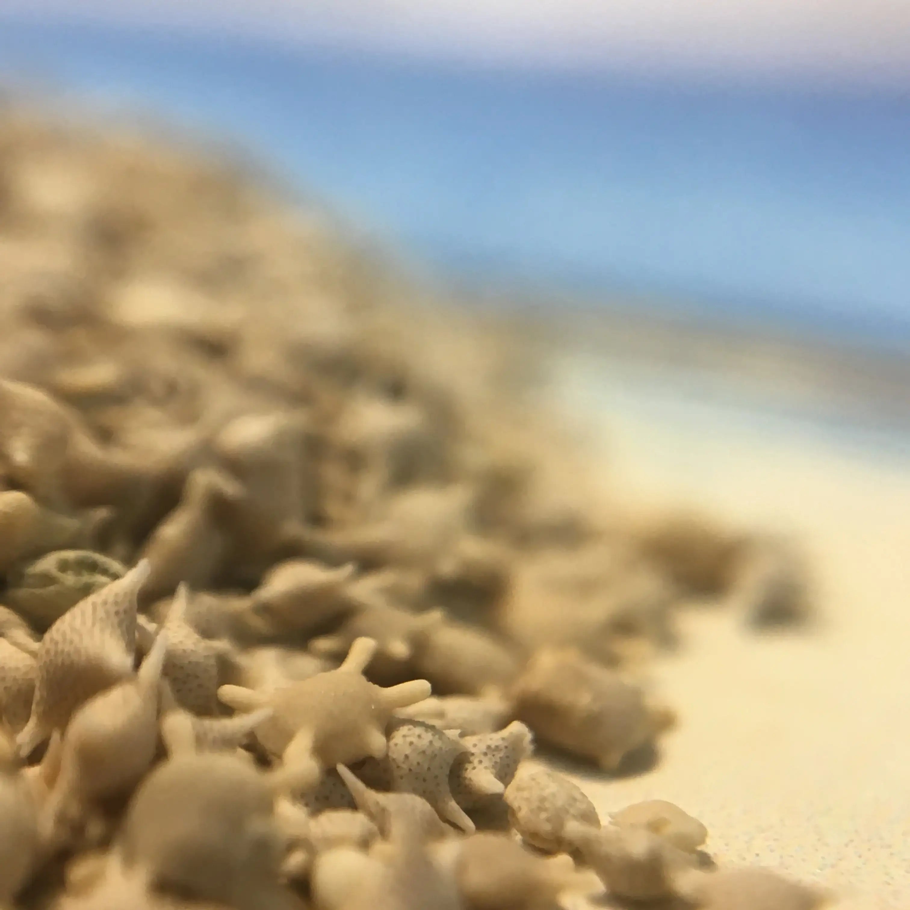 Authentic Japanese Star Sand Foraminifera Fossil | Okinawa Specimen ...