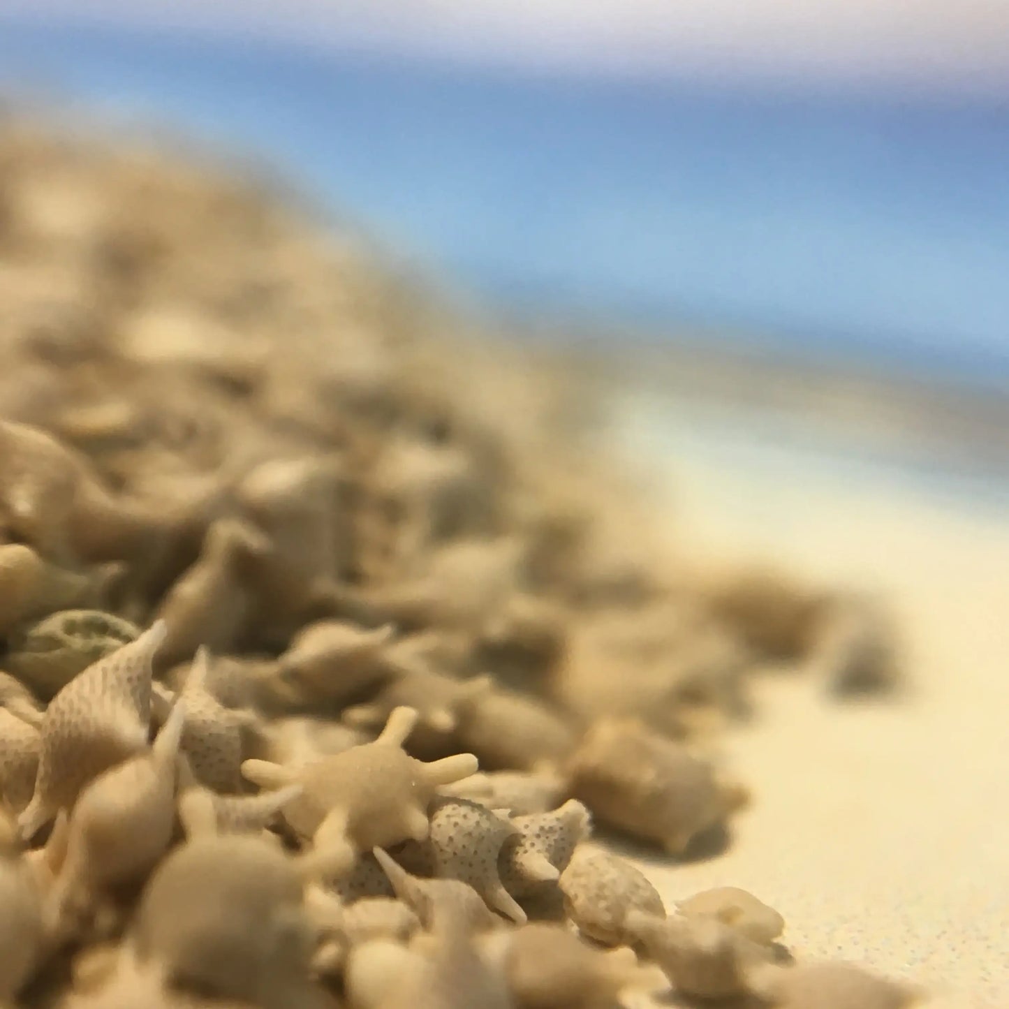 Japanese Star Sand - Authentic Foraminifera Fossil Specimens from Okinawa