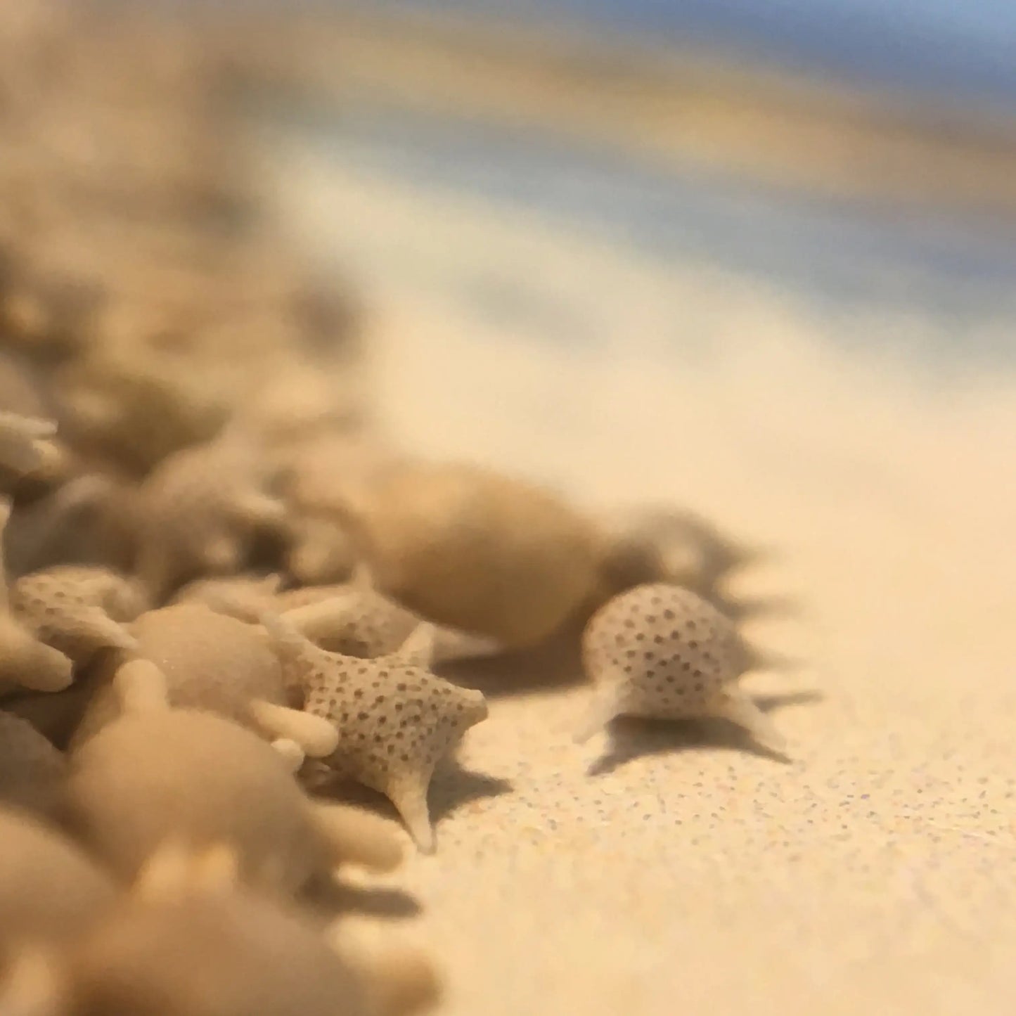 Japanese Star Sand - Authentic Foraminifera Fossil Specimens from Okinawa