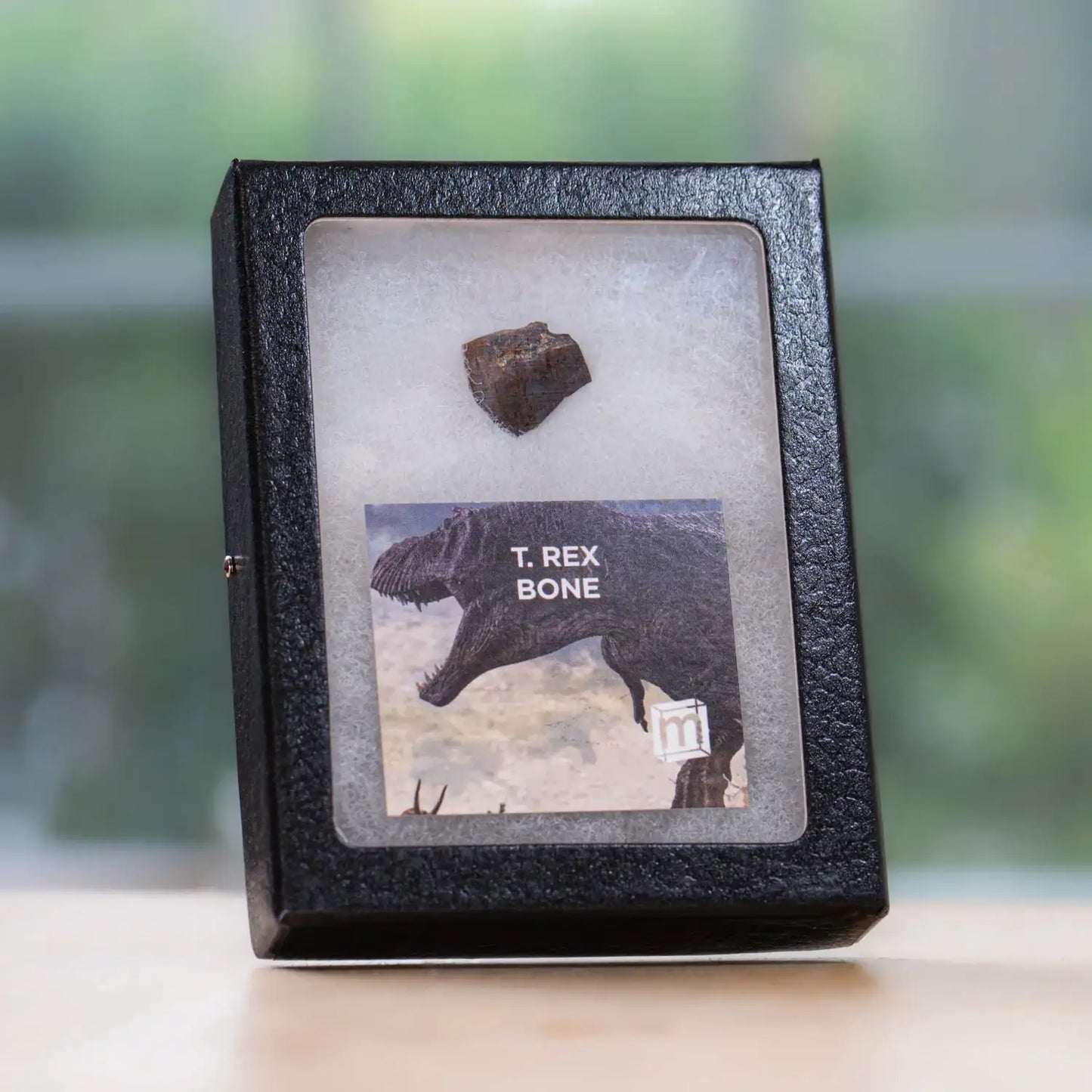 Fossilized T. Rex bone in a black display case with a blurred green background