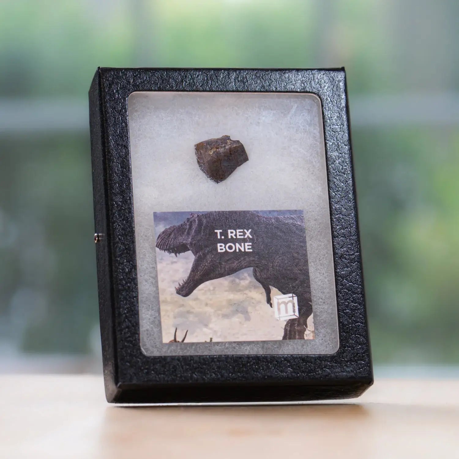 Fossilized T. Rex bone in a black display case with a blurred green background