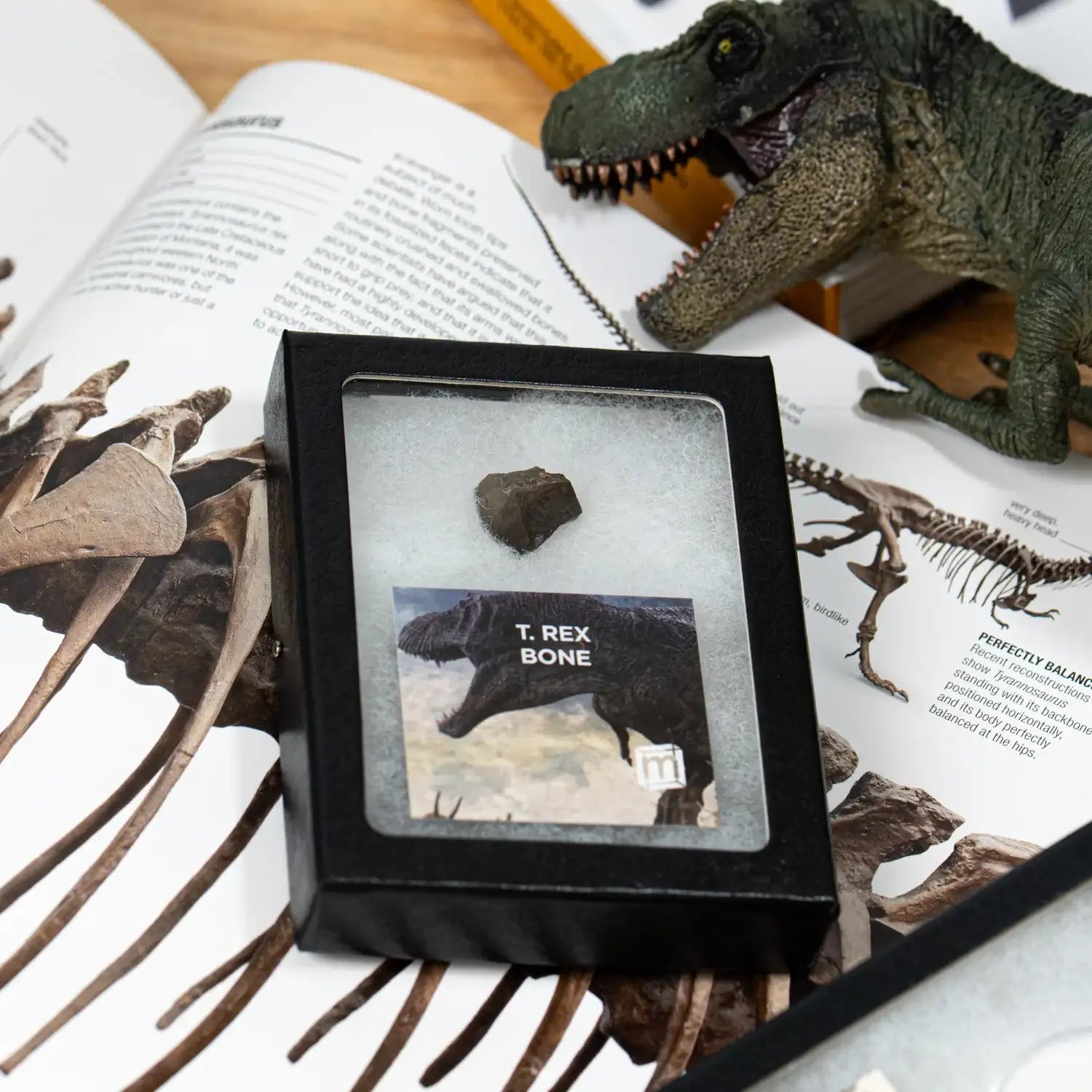 Dinosaur bone model in a black box with 'T. Rex Bone' label, surrounded by dinosaur skeletons and books.
