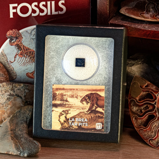 La Brea Tar Pit Specimen - Authentic Pleistocene Asphalt Fossil Fragment