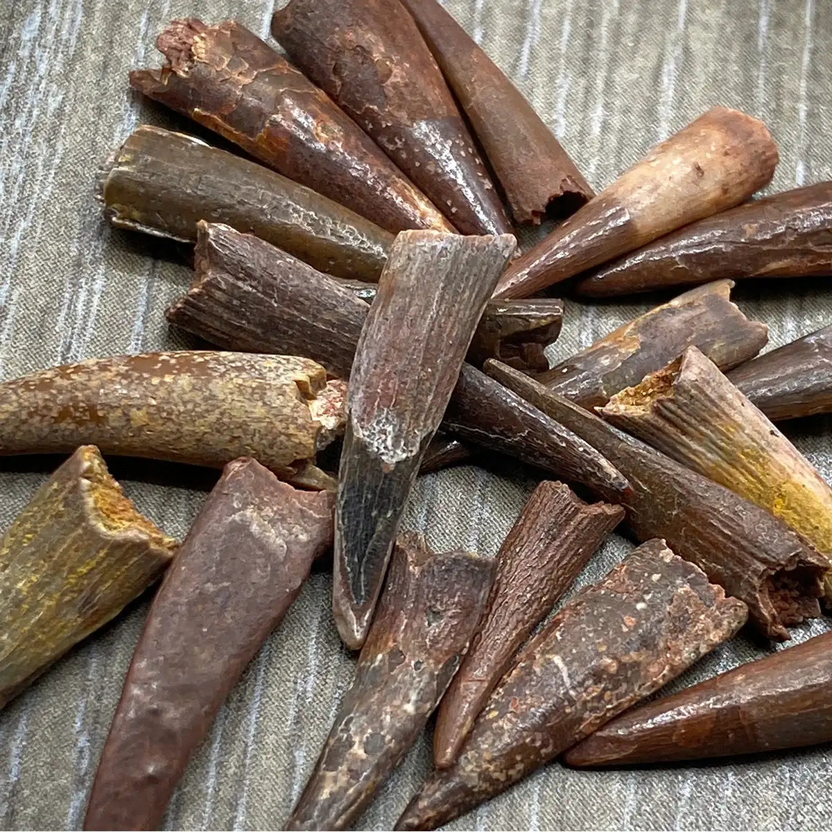 Pterosaur Tooth - Authentic Kem Kem Fossil Specimen - Large