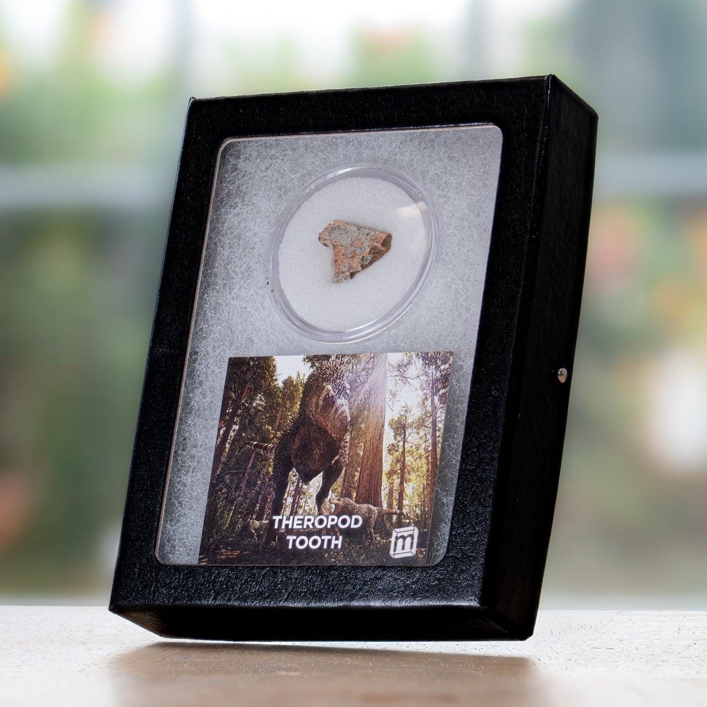 Theropod Tooth Fragment - Authentic Javelina Formation Fossil Specimen