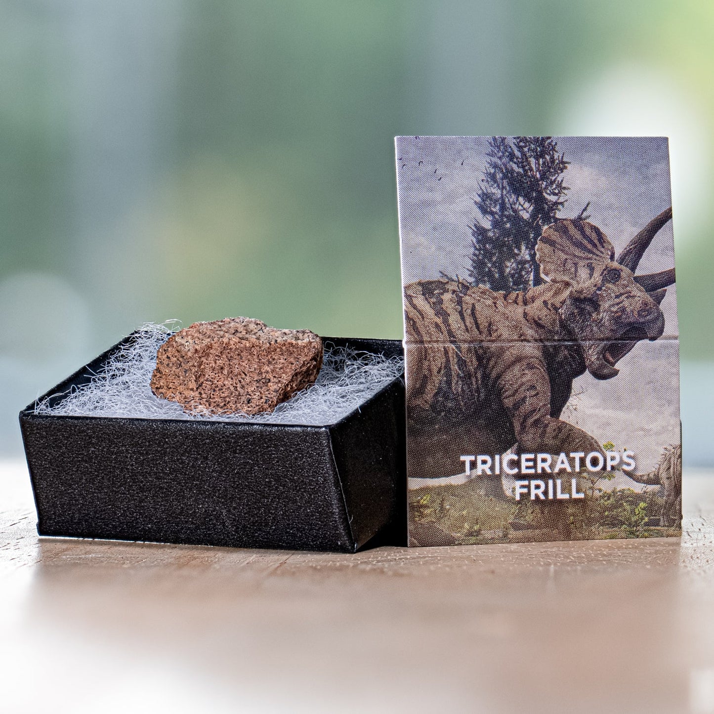 Terrific Triceratops Frill Fossil - Authentic Hell Creek Pocket Specimen