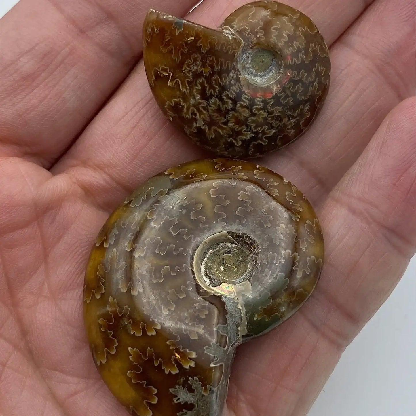 Ammonite Split Fossil - Authentic Ancient Cephalopod Specimen
