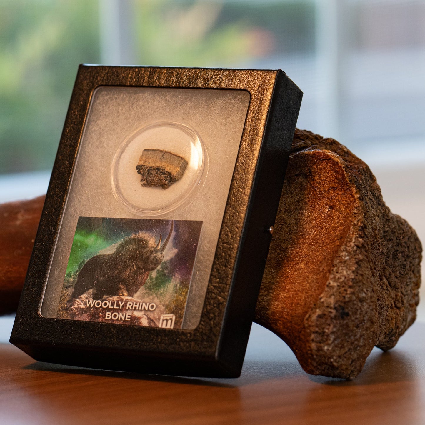 Woolly Rhinoceros Bone - Authentic North Sea Pleistocene Fossil Specimen