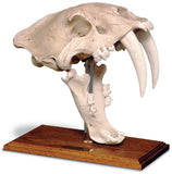 Saber Tooth Cat Prehistoric Skull Replica with Stand 12H, Assorted Colors