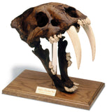 Saber Tooth Cat Prehistoric Skull Replica with Stand 12H, Assorted Colors