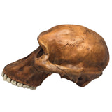 Prehistoric Australopithicus Africanus Cranium Skull Life Size for Anthropology 7.6L