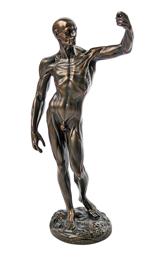 Anatomical Study of Flayed Male Man Anatomy L'ecorche Statue by Houdon 10H - Museumize.com