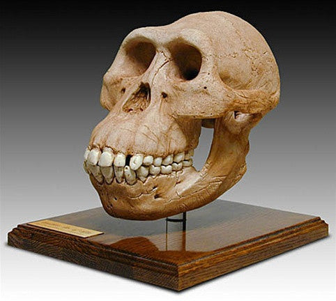 Museumize:Australopithicus Afarensis Cranium Skull with Stand from Hominid Series 7H