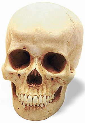 Museumize:Human Female Homosapien Prehistoric Skull Replica 12H