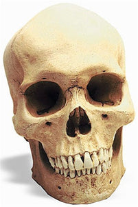 Museumize:Human Male Homosapien Prehistoric Skull Replica 12H