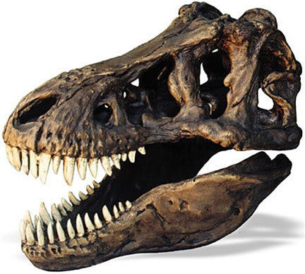 Tyrannosaurus Rex trex t-rex Dinosaur Replica with Stand and Museum Dust Cover - Museumize.com