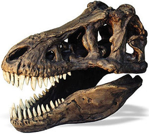 Museumize:Tyrannosaurus Rex Dinosaur Skull Replica to Scale 13L